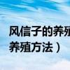 风信子的养殖方法与注意事项视频（风信子的养殖方法）
