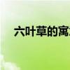 六叶草的寓意（四叶草寓意着什么意思）