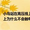 小鸟站在高压线上为什么不会触电 等电位（小鸟站在高压线上为什么不会触电）