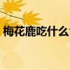 梅花鹿吃什么食物最好（梅花鹿吃什么食物）