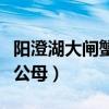 阳澄湖大闸蟹怎么分辨公母（大闸蟹怎么分辨公母）
