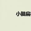 小脑扁桃体作用（扁桃体作用）