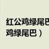 红公鸡绿尾巴脑袋埋在地底下打一植物（红公鸡绿尾巴）