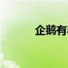企鹅有毛吗图片（企鹅有毛吗）