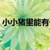 小小猪里能有什么坏心思（小小猪的大大爱）