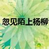 忽见陌上杨柳色什么意思（忽见陌上杨柳色）