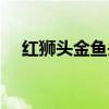 红狮头金鱼头上烂了用什么药（红狮头）