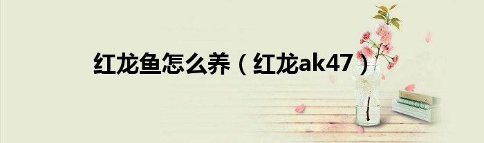 红龙鱼怎么养（红龙ak47）