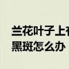 兰花叶子上有黑斑是怎么回事?（兰花叶子有黑斑怎么办）