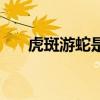 虎斑游蛇是毒蛇吗（虎斑游蛇有毒吗）