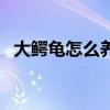 大鳄龟怎么养出金属质感（大鳄龟怎么养）