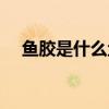 鱼胶是什么鱼的哪个部位（鱼胶是什么）