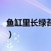 鱼缸里长绿苔怎么办呢（鱼缸里长绿苔怎么办）