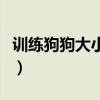 训练狗狗大小便的最佳时间（训练狗狗大小便）