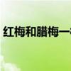 红梅和腊梅一样吗（红梅和腊梅哪个价格高）