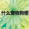 什么宠物狗便宜又好看（什么宠物狗最便宜）