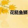 花鲢鱼鳞可以吃吗（鱼鳞可以吃吗）