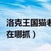 洛克王国猫老大怎么超进化（洛克王国猫老大在哪抓）
