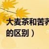 大麦茶和苦荞茶的区别口感（大麦茶和苦荞茶的区别）