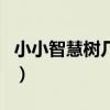 小小智慧树几点钟开播（小小智慧树几点播出）