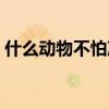 什么动物不怕冷也不怕热（什么动物不怕冷）