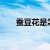 蚕豆花是怎样传播花粉的?（蚕豆花）