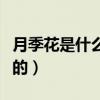 月季花是什么颜色的图片（月季花是什么颜色的）