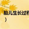 胎儿生长过程从一月到十月（胎儿的生长过程）