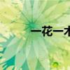 一花一木是什么意思（一花一木）