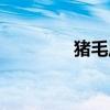 猪毛风到底是什么（猪毛）