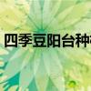 四季豆阳台种植方法（露地四季豆种植技术）