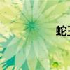 蛇王不停抽插花心红肿