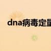 dna病毒定量正常范围多少啊（dna病毒）