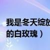 我是冬天绽放的白玫瑰是什么歌（我是冬天里的白玫瑰）