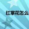 红掌花怎么养活（花卉红掌的养殖方法）