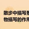 散步中描写景物的句子的作用是什么（散步景物描写的作用）