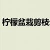柠檬盆栽剪枝示意图（盆栽柠檬树修剪图片）