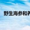 野生海参和养殖海参图片对比（野生海参）