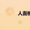 人面桃花的典故（人面桃花）