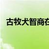 古牧犬智商在哈士奇排第几（古牧犬智商）