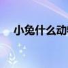 小兔什么动物（动物昵称小兔几大脑虎）