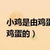 小鸡是由鸡蛋的哪一部分发育而来（小鸡是由鸡蛋的）