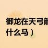 御龙在天弓箭手用什么马（御龙在天弓箭手骑什么马）