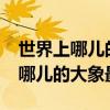世界上哪儿的大象最小?脑筋急转弯（世界上哪儿的大象最小）