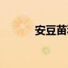 安豆苗种植（安豆苗同步助手）