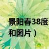 景阳春38度多少钱一瓶（景阳春38度价格表和图片）