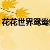 花花世界鸳鸯蝴蝶歌名（花花世界鸳鸯蝴蝶）