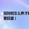 招财树怎么养才能更旺盛几天浇一次水（招财树怎么养才能更旺盛）