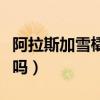 阿拉斯加雪橇犬凶不凶（阿拉斯加雪橇犬好养吗）
