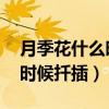月季花什么时候扦插 如何扦插（月季花什么时候扦插）